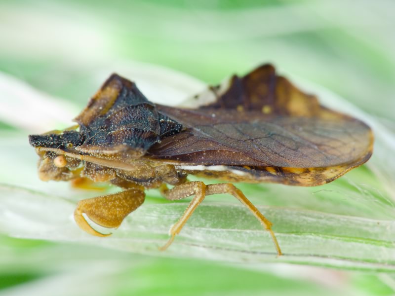 Phymata crassipes (Fabricius, 1775)